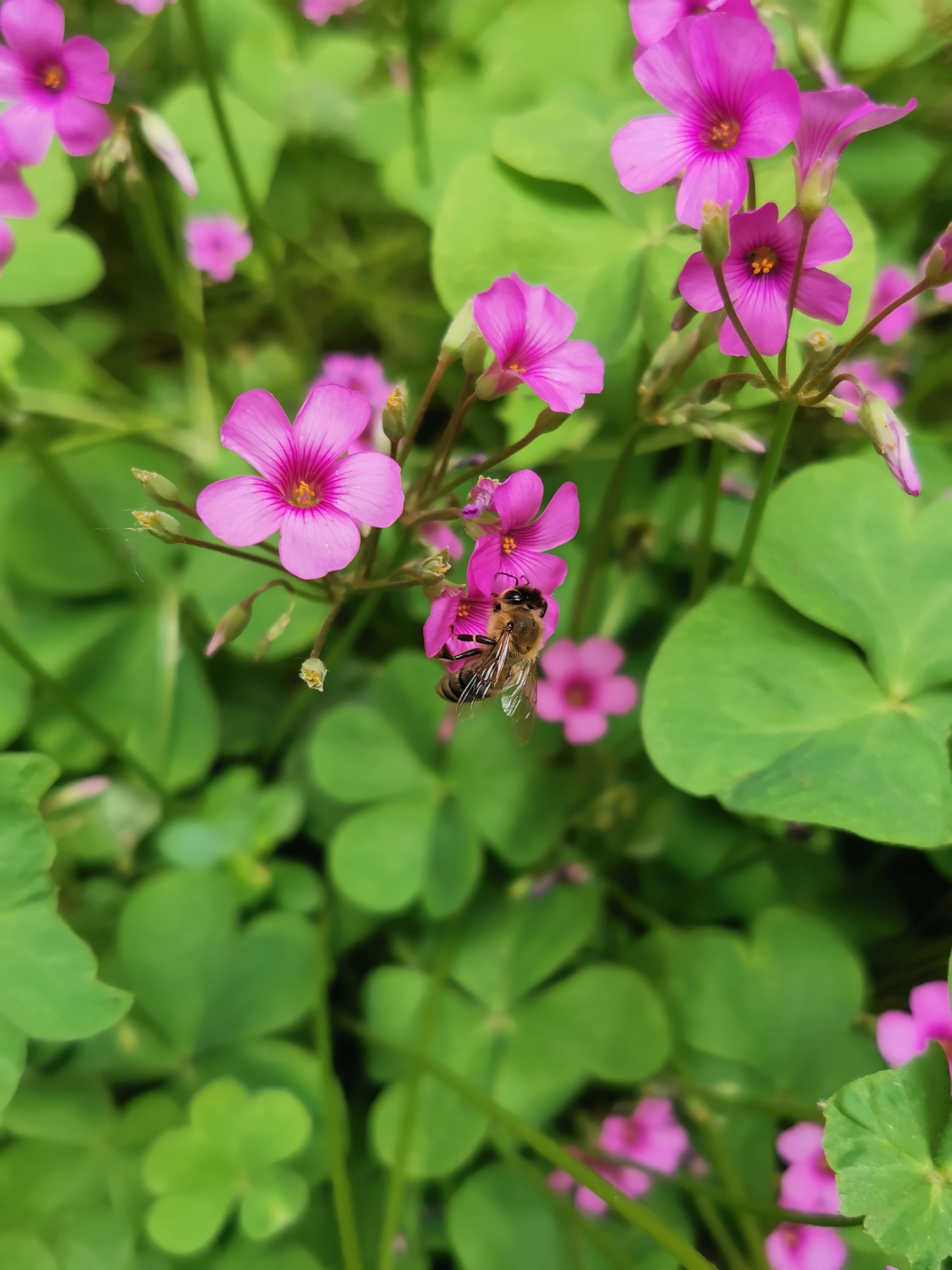 每日一花（三）